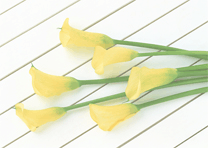 flower_img